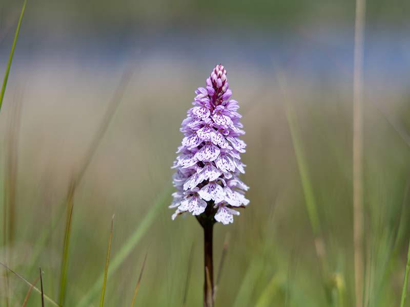 Orchid 